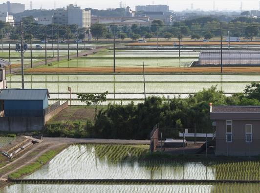 南畑排水樋管あたりの荒川土手の口コミ | ココシル☆ふじみ