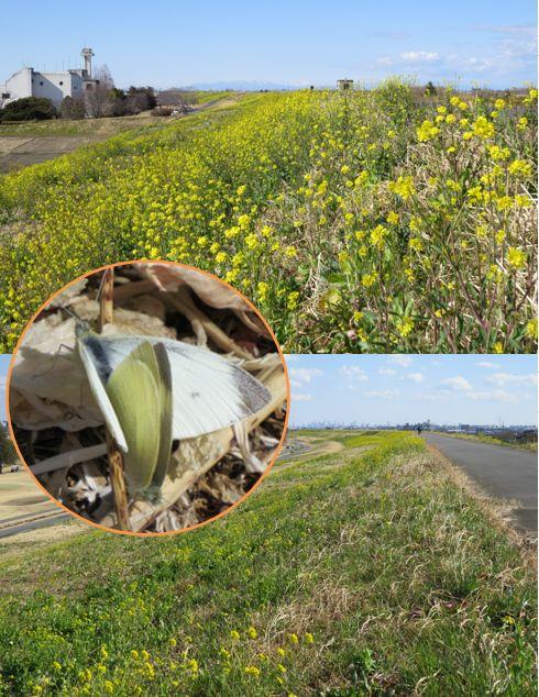 荒川土手 南畑排水樋管あたりの荒川土手 | ココシル☆ふじみ